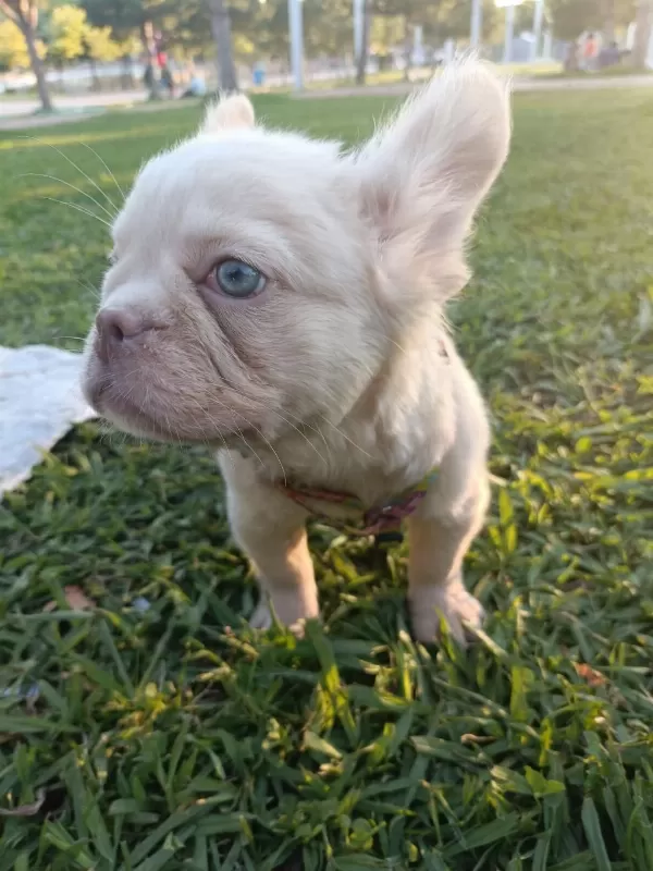 French Bulldog Yavruları