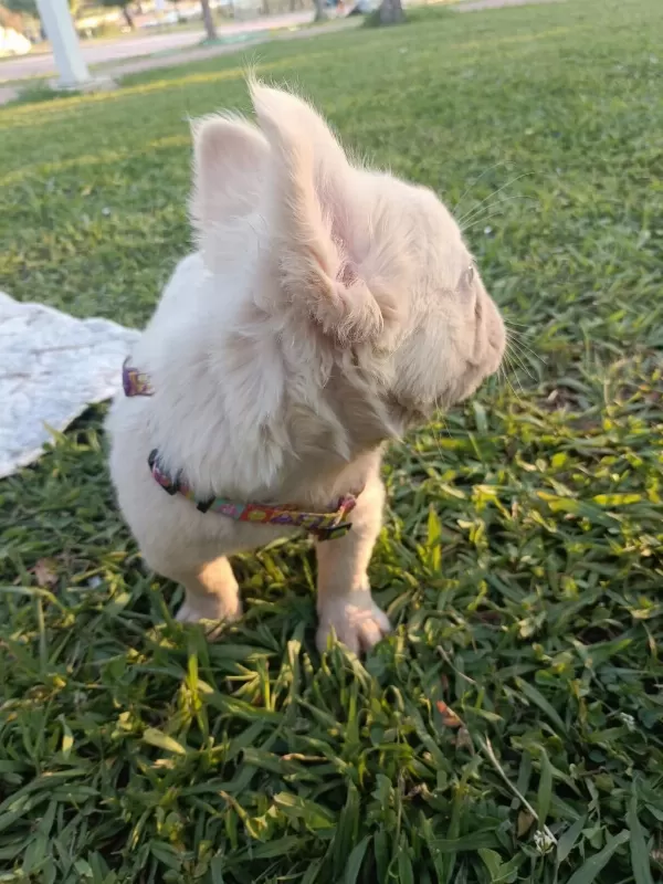 French Bulldog Yavruları