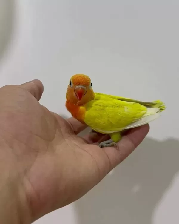 El Besleme Yavru Cennet Papağanlar