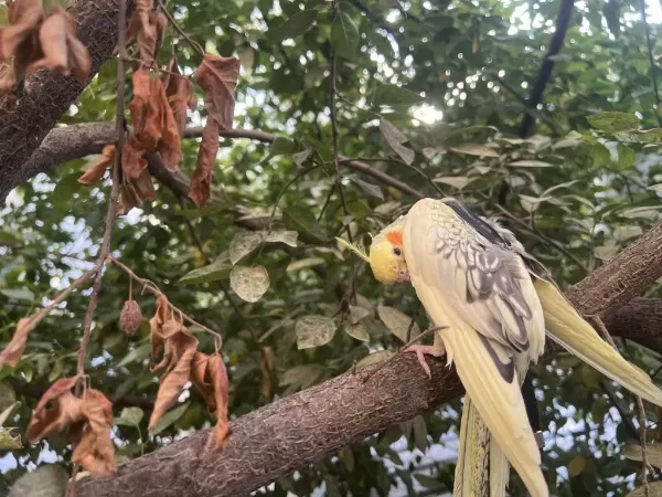Yeme Düşecek Ele Alıştırmalık Sultan Yavruları