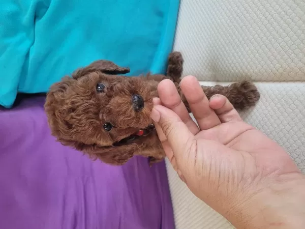 2.5 Aylık Red Brown Toy Poodle