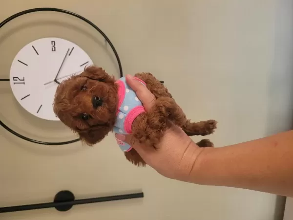 2.5 Aylık Red Brown Toy Poodle