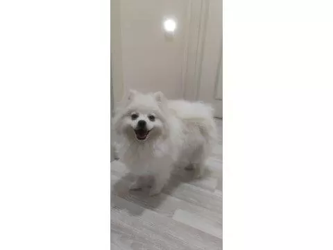 İşim Dolayısıyla Uyguna Pomeranian