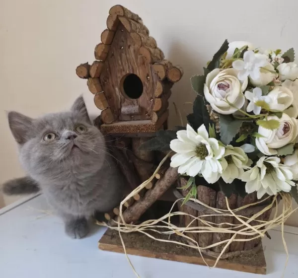 Munchkin Cüce Kedimiz