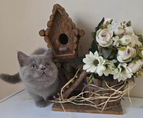 Munchkin Cüce Kedimiz