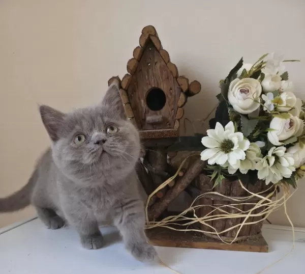 Munchkin Cüce Kedimiz
