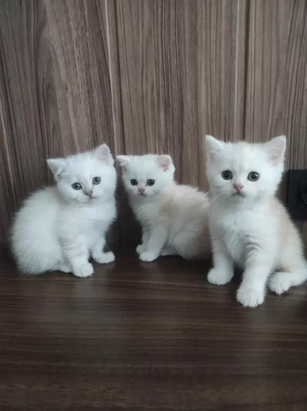 British Shorthair Bebeklerim