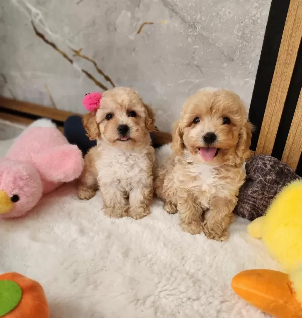 Maltipoo Yavrularimiz