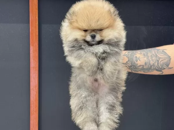 Show Kalite Tea Cup Pomeranian Yavrularımız