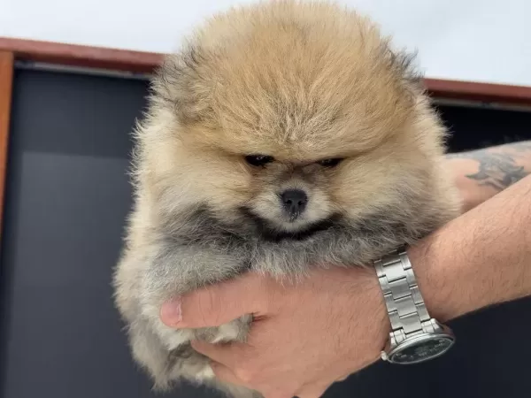 Show Kalite Tea Cup Pomeranian Yavrularımız