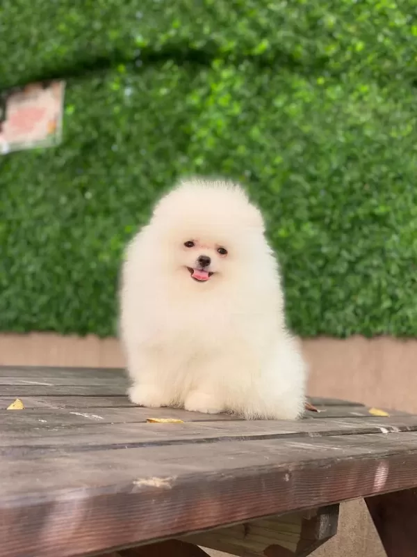 Show Kalite Tea Cup Pomeranian Yavrularımız