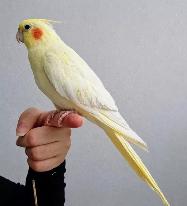 Yavru Sultan Papağani (başini Okşatiyor)
