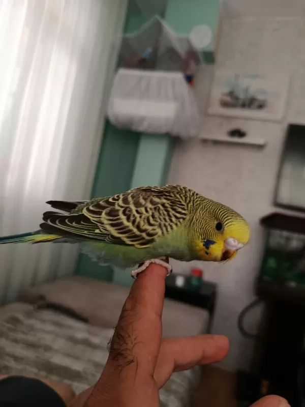 Ev Üretimi Sağlıklı Yavru Muhabbet Kuşları
