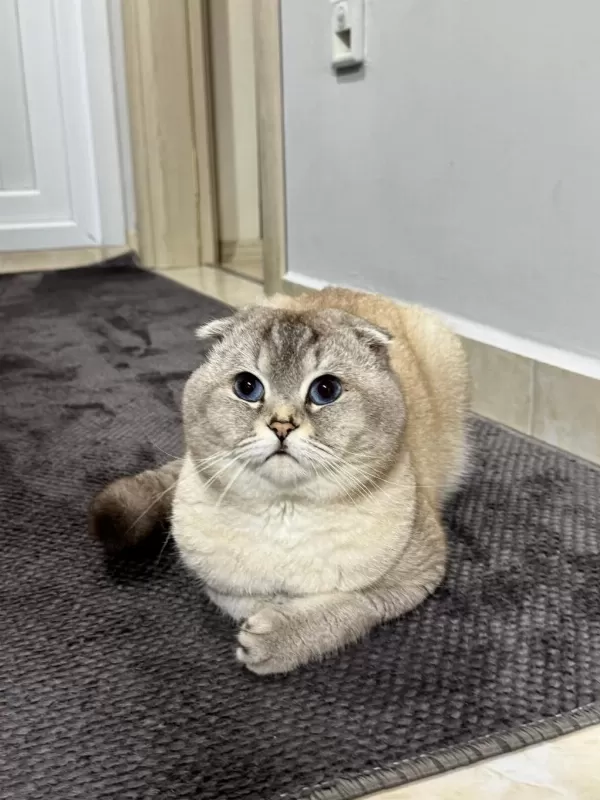 Scottish Fold Oğluma Eş Arıyorum