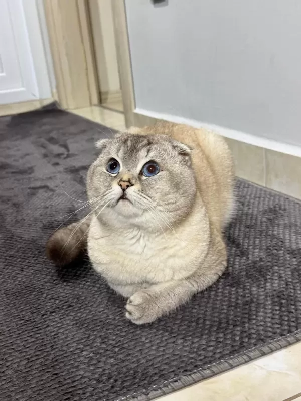 Scottish Fold Oğluma Eş Arıyorum