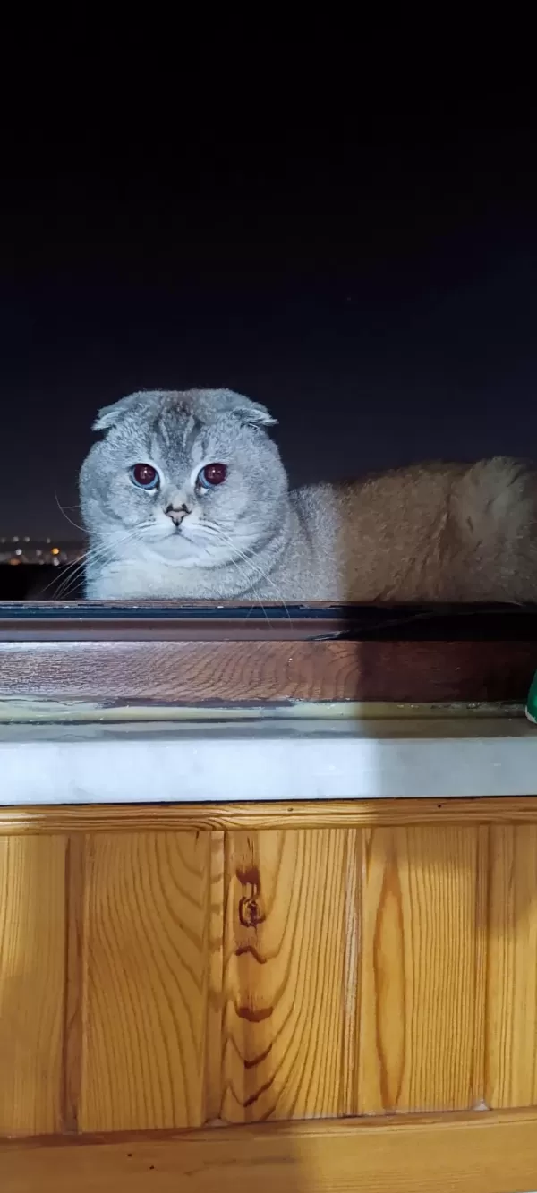 Scottish Fold Oğluma Eş Arıyorum