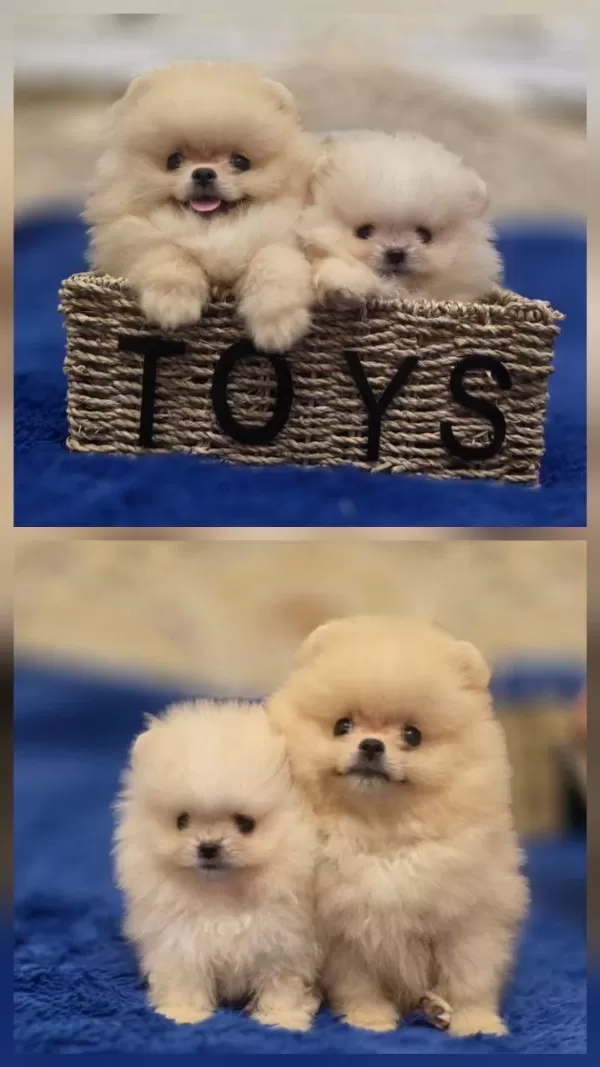 Fcı Export Sçr Belgeli Pomeranian Petmode Den