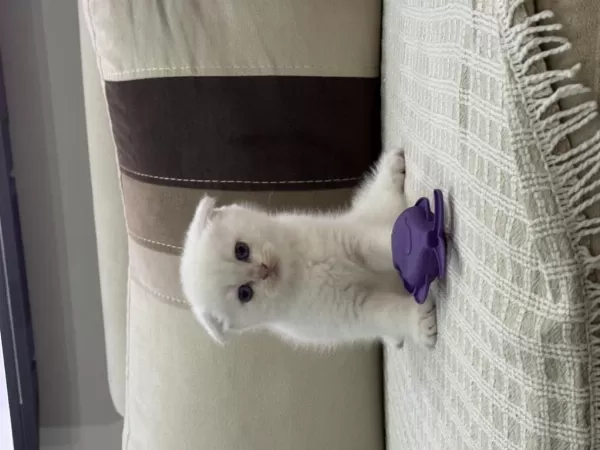 45 Günlük Scottish Fold