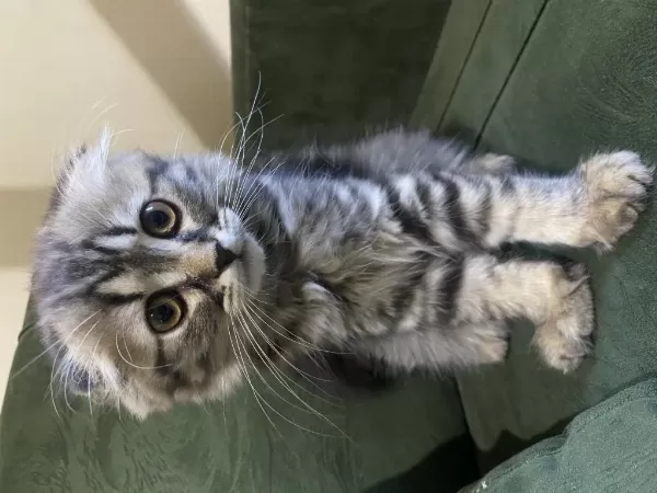 Scottish Fold 3 Aylık