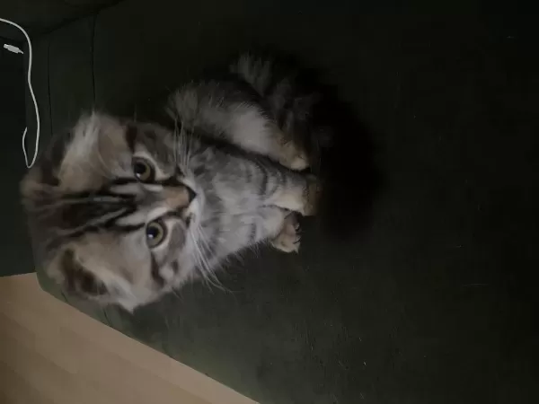 Scottish Fold 3 Aylık