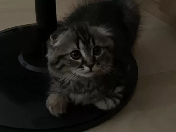 Scottish Fold 3 Aylık