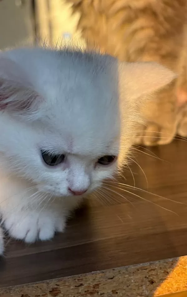 4 Kardeşten Geriye Kalan Yakışıklı Kedimiz
