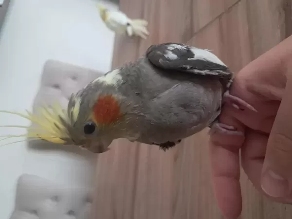 Bebek Sultan Papağanlar