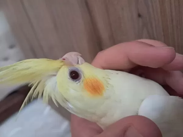Bebek Sultan Papağanlar