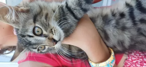 Kalbinizde Tekir Kedimize Bir Yer Var Mı