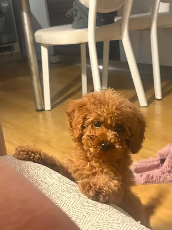 Harika Toy Poodle Köpekler