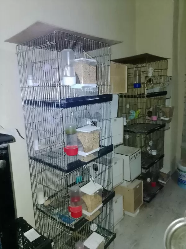 2 Adet 4 Katlı Kafesle Beraber Kuşlar Satılık