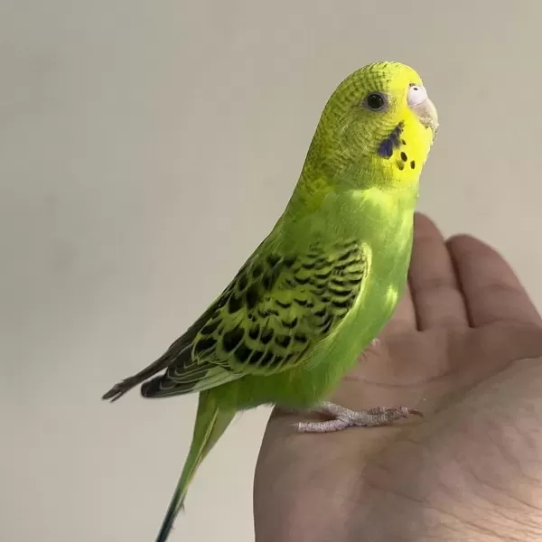 Bebek Muhabbet Kuşu Yeni Yeme Düştü