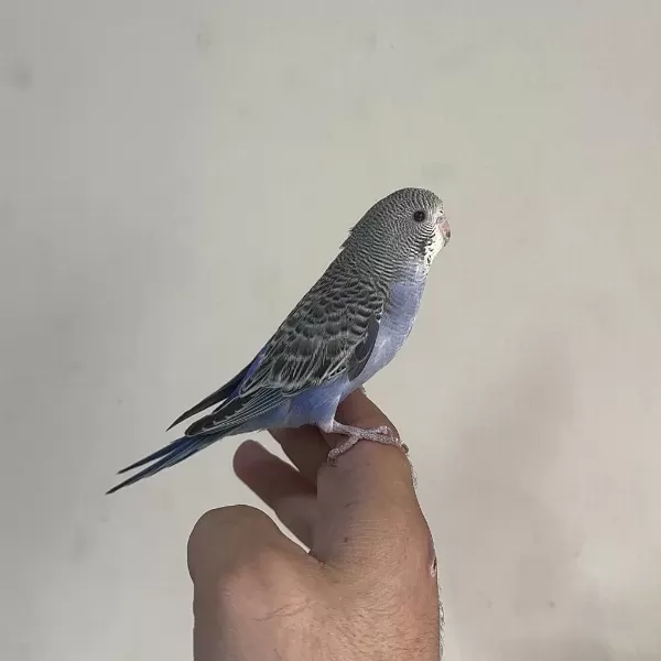 Bebek Muhabbet Kuşlar Yeni Yeme Düşmüş