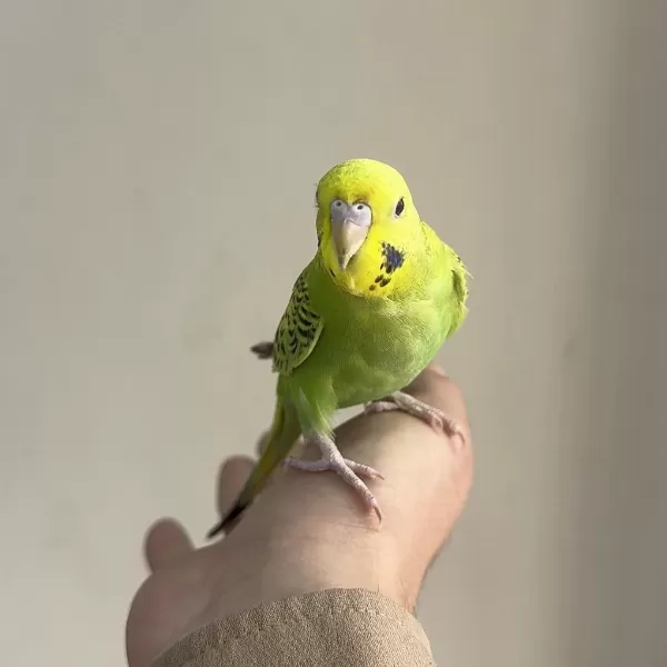 Bebek Muhabbet Kuşlar Yeni Yeme Düşmüş