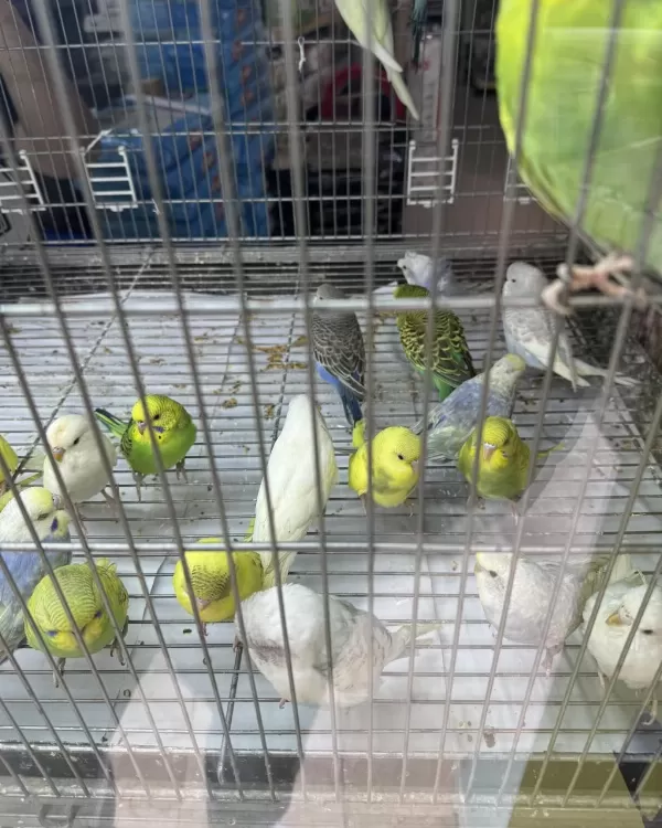 Bebek Muhabbet Kuşlar Yeni Yeme Düşmüş