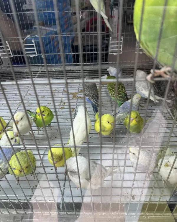 Bebek Muhabbet Kuşu Yeni Yeme Düşmüş Gönderim Vardir