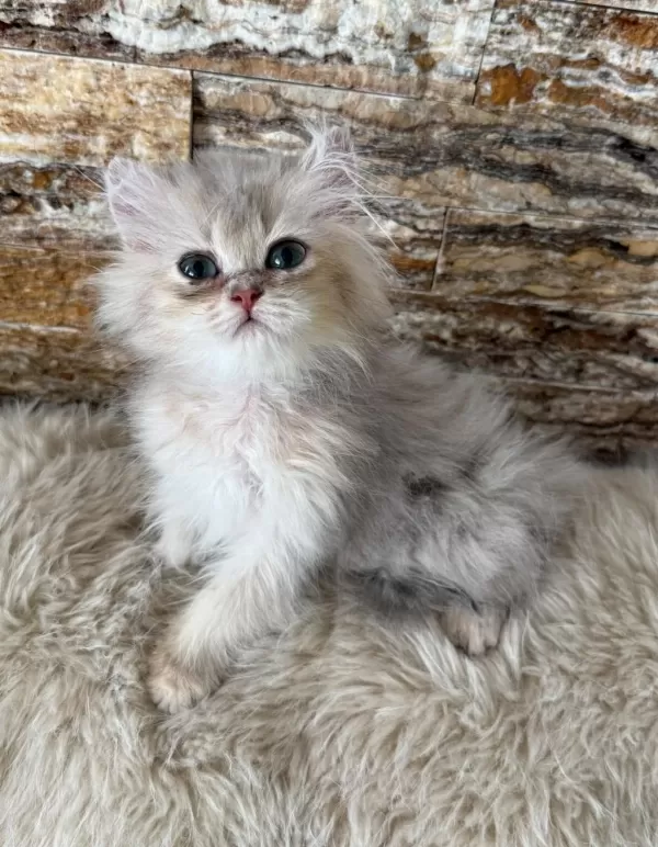 British Longhair Erkek Yavru Kedimiz