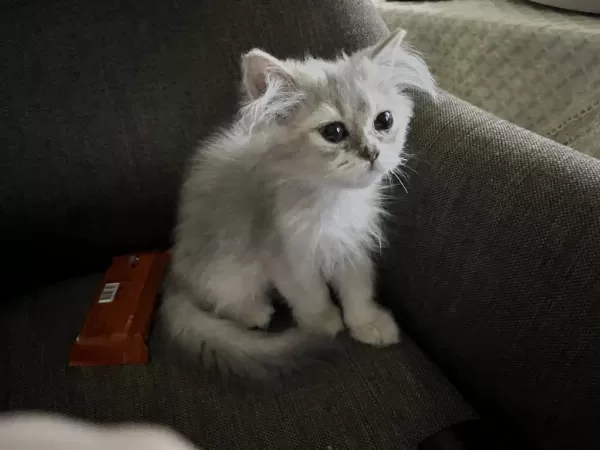 British Longhair Erkek Yavru Kedimiz