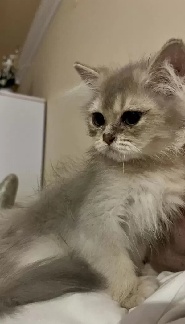 British Longhair Erkek Yavru Kedimiz