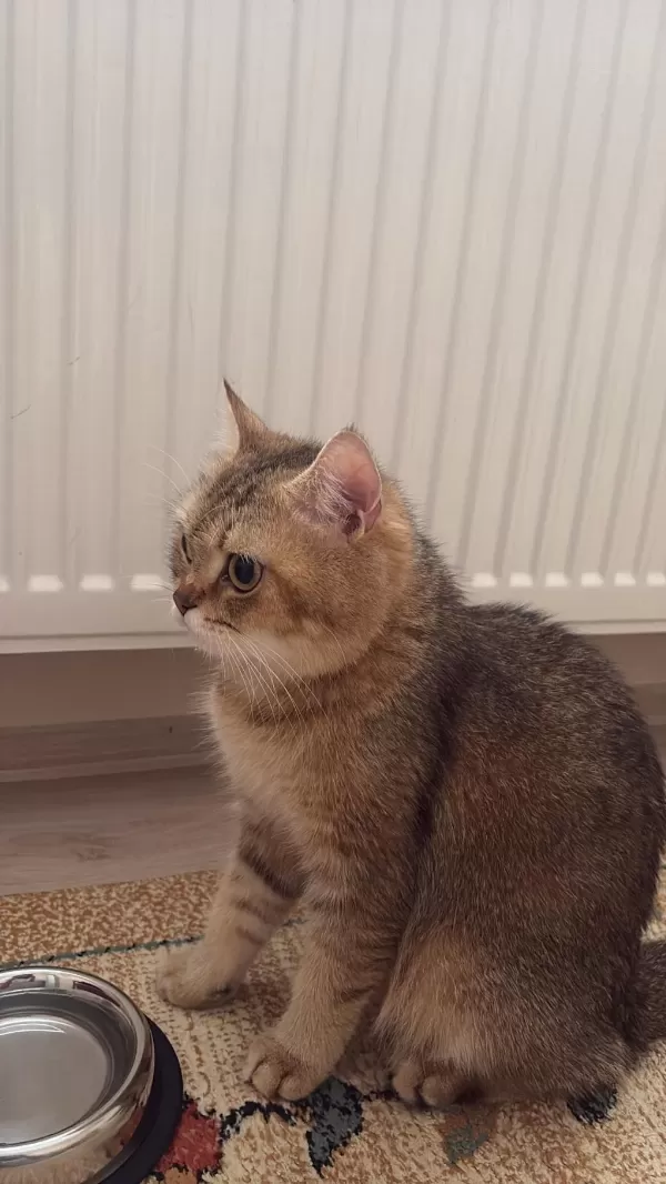 Kedimiz Yeni Yuvasını Arıyor