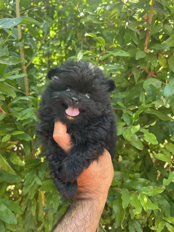 Pomeranian Boo Köpekler