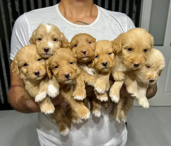 Maltipoo Yavrular 4 Dişi 3 Erkek