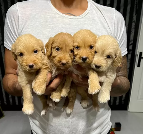 Maltipoo Yavrular 4 Dişi 3 Erkek