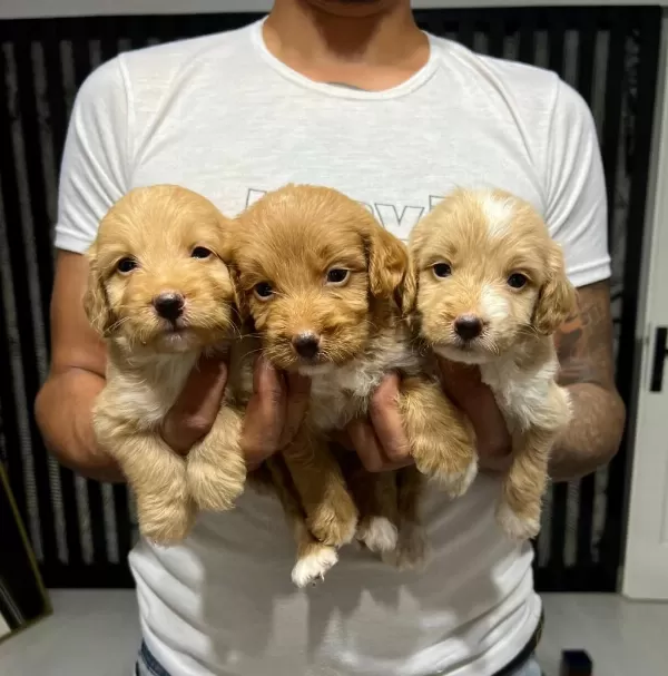 Maltipoo Yavrular 4 Dişi 3 Erkek