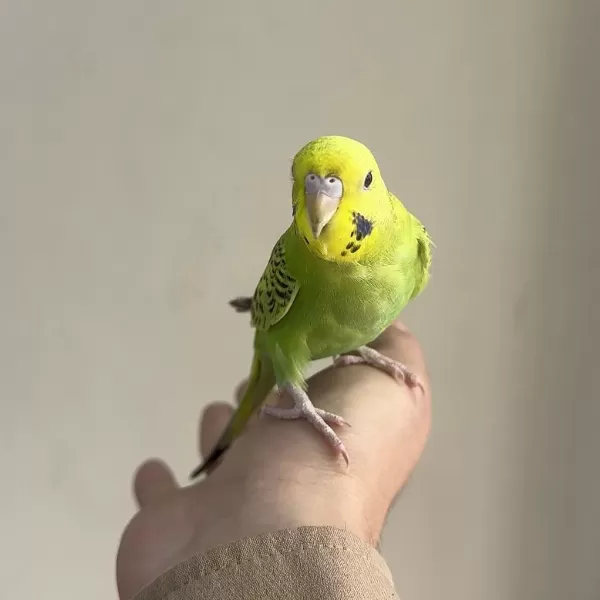 Bebek Muhabbet Kuşu Yeni Yeme Düşmüş Gönderim Var