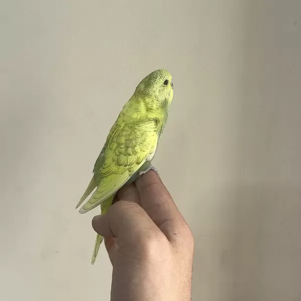 Bebek Muhabbet Kuşu Yeni Yeme Düşmüş Gönderim Var