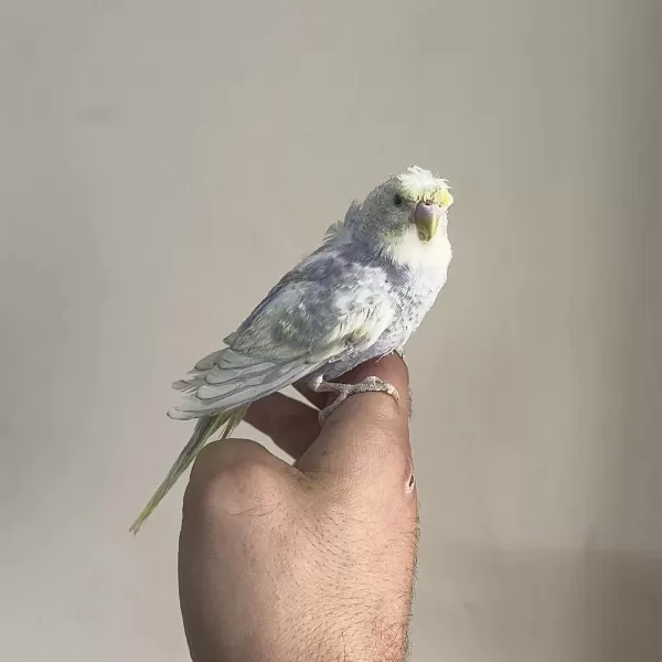 Bebek Muhabbet Kuşu Yeni Yeme Düşmüş Gönderim Var