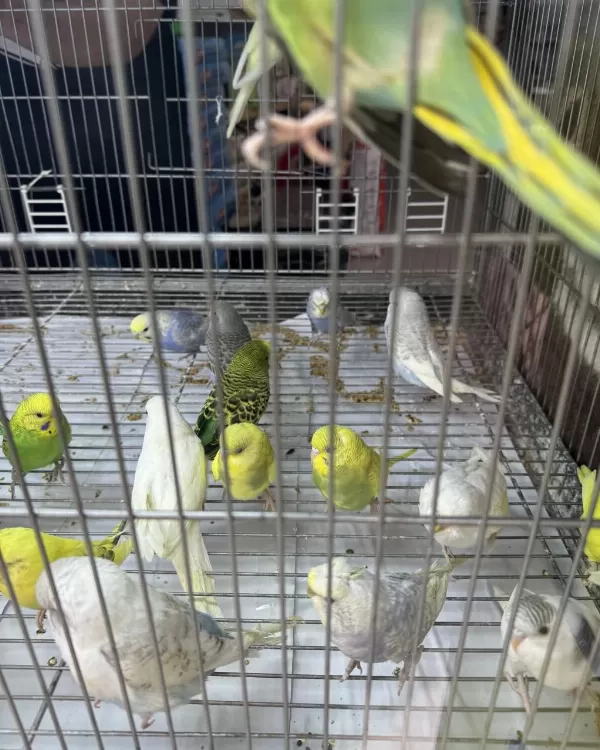 Bebek Muhabbet Kuşu Yeni Yeme Düşmüş Gönderim Var