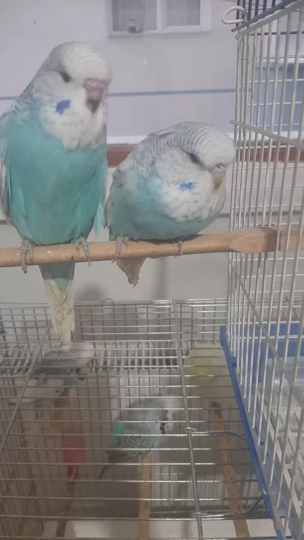 Muhabbet Kuşu Show Jumbo