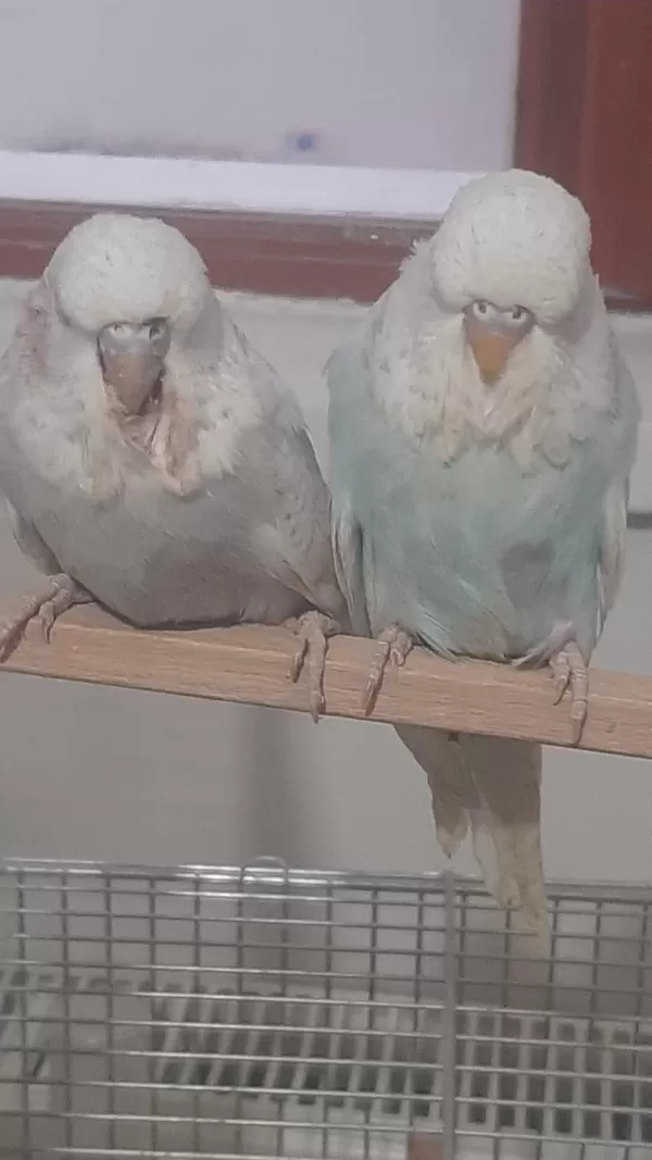 Muhabbet Kuşu Show Jumbo